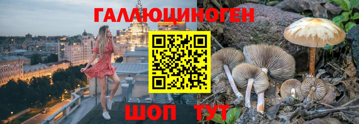 Галлюциногенные грибы Psilocybine cubensis Псков